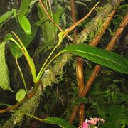 Image of Anthurium mindense  Sodiro.