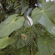 Image of Anthurium nymphaeifolium  K. Koch & Bouch.