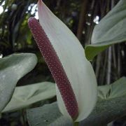 Image of Anthurium nymphaeifolium  K. Koch & Bouch.