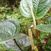 Image of Anthurium ovatifolium  Engl..