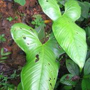 Image of Anthurium panduriforme  Schott.