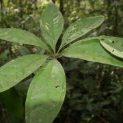 Image of Anthurium pentaphyllum var. pentaphyllum .