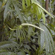 Image of Anthurium polyschistum  R.E. Schult. & Idrobo.