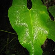 Image of Anthurium pulverulentum  Sodiro.