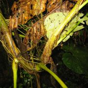 Image of Anthurium pulverulentum  Sodiro.