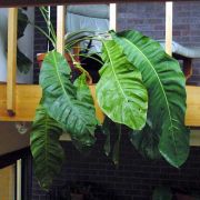 Image of Anthurium purpureospathum  Croat.