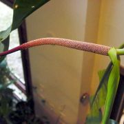 Image of Anthurium purpureospathum  Croat.