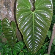 Image of Anthurium recavum  Croat.