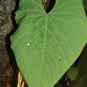 Image of Anthurium rotundistigmatum  Croat.