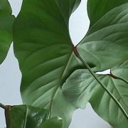 Image of Anthurium rotundistigmatum  Croat.