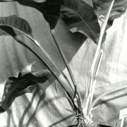 Image of Anthurium sparreorum  Croat.