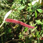 Image of Anthurium subtrigonum  Sodiro.