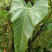 Image of Anthurium subtrigonum  Sodiro.