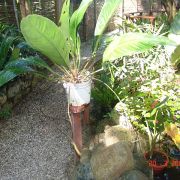 Image of Anthurium ventanasense  Croat.