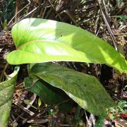 Image of Anthurium weberbaueri  Engl..