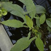 Image of Anubias gilletii  De Wild. & T. Durand.