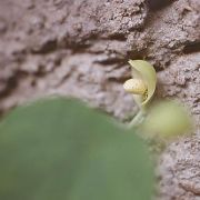 Image of Ariopsis protanthera  N.E. Br..