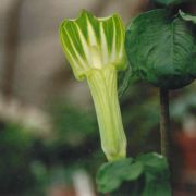 Arisaema amurense Maxim