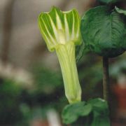 Image of Arisaema amurense  Maxim.