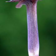 Image of Arisaema anomalum AGA-0887 Hemsley.