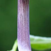 Image of Arisaema anomalum AGA-0887 Hemsley.