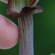 Image of Arisaema anomalum AGA-0887 Hemsley.