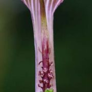 Image of Arisaema anomalum AGA-0887 Hemsley.