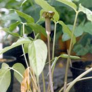 Image of Arisaema anomalum  Hemsley.