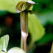 Arisaema anomalum Hemsley