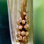 Image of Arisaema anomalum  Hemsley.