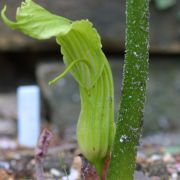 Image of Arisaema asperatum  N.E. Brown.