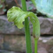 Image of Arisaema asperatum  N.E. Brown.