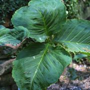 Image of Arisaema asperatum  N.E. Brown.