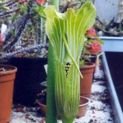 Image of Arisaema asperatum  N.E. Brown.