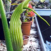 Image of Arisaema asperatum  N.E. Brown.