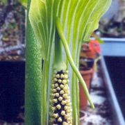 Image of Arisaema asperatum  N.E. Brown.