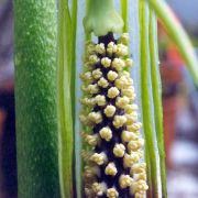 Image of Arisaema asperatum  N.E. Brown.