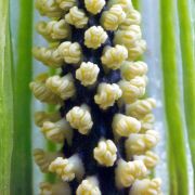 Image of Arisaema asperatum  N.E. Brown.