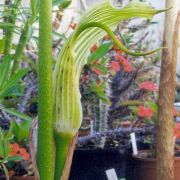 Image of Arisaema asperatum  N.E. Brown.