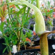 Image of Arisaema asperatum  N.E. Brown.