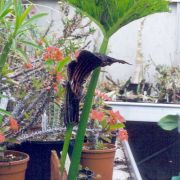 Image of Arisaema asperatum  N.E. Brown.