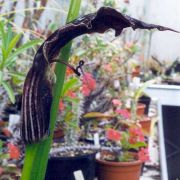 Image of Arisaema asperatum  N.E. Brown.