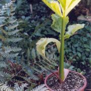 Image of Arisaema asperatum  N.E. Brown.