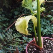 Image of Arisaema asperatum  N.E. Brown.