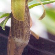 Arisaema auriculatum Buchet