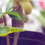 Image of Arisaema auriculatum  Buchet.