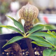 Image of Arisaema auriculatum  Buchet.