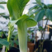 Image of Arisaema balansae  Engl..