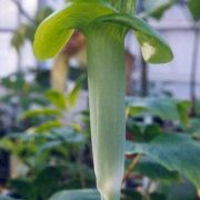 Image of Arisaema balansae  Engl..