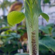 Image of Arisaema balansae  Engl..